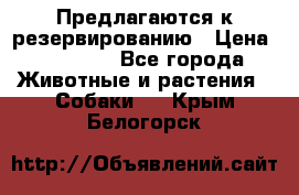 Предлагаются к резервированию › Цена ­ 16 000 - Все города Животные и растения » Собаки   . Крым,Белогорск